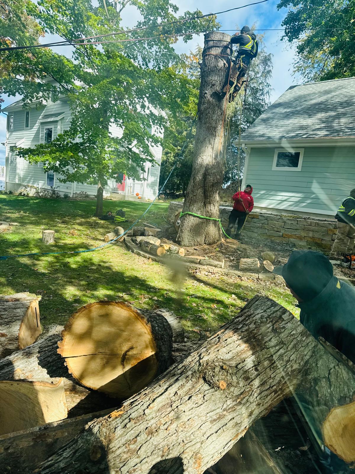 SANCHEZ TREE SERVICE LLC — Gallery background